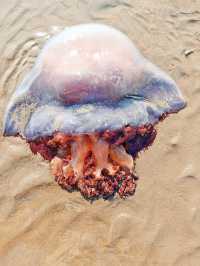 南通的海是普通的海