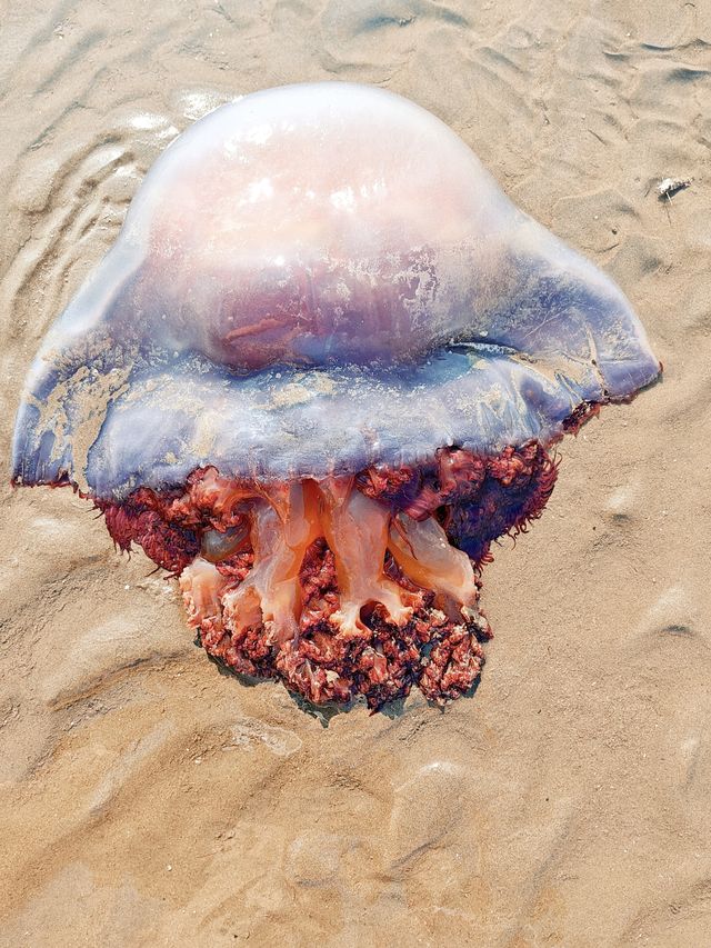 南通的海是普通的海
