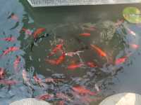 這麼近那麼美國慶遊磁州水墨園。