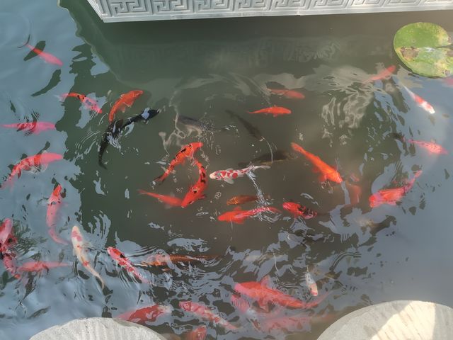 這麼近那麼美國慶遊磁州水墨園。
