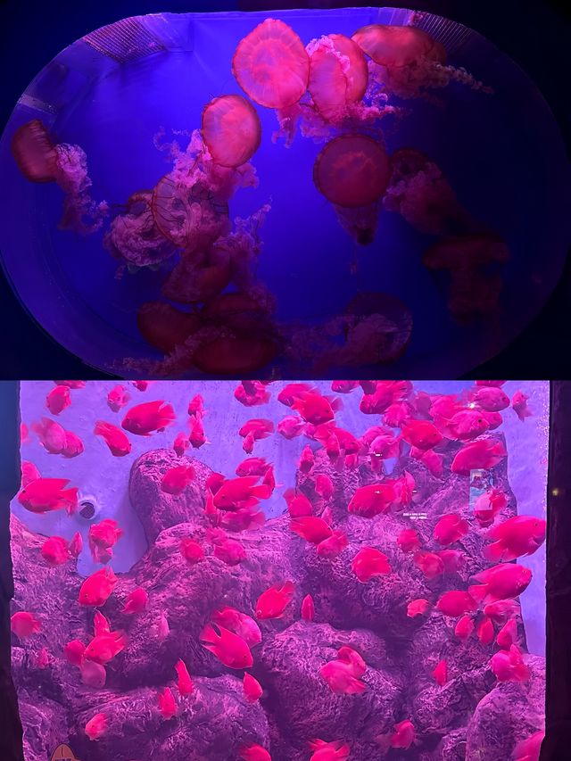長沙海底世界。