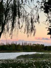 濱江森林公園的粉色夢境，秋日裡的浪漫詩篇。