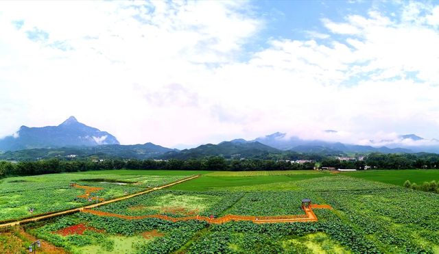 荷記夏日。