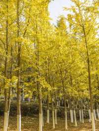 南昌！不推薦象湖公園你糊塗啊！！！。