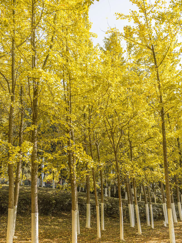 南昌！不推薦象湖公園你糊塗啊！！！。