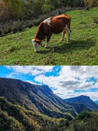 張家口蔚縣茶山。