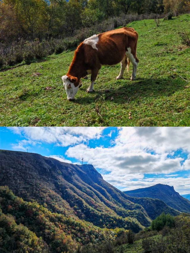 張家口蔚縣茶山。