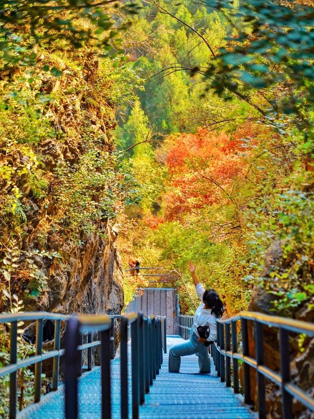 山東絕美的彩林攻略來啦，錯過要等一年。