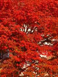 11月5日實況 紫竹院紅葉已全面登場。