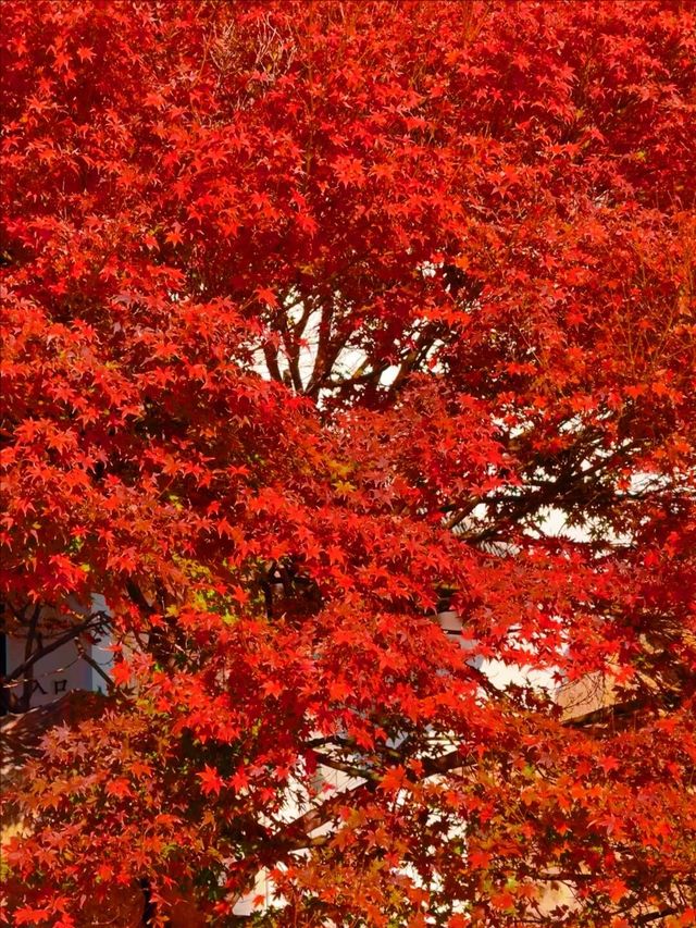 11月5日實況 紫竹院紅葉已全面登場。