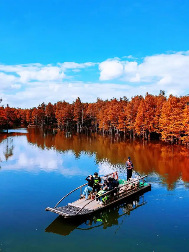 [Changshu Shanghu Water Forest: A Feast of Red Leaves in Autumn]