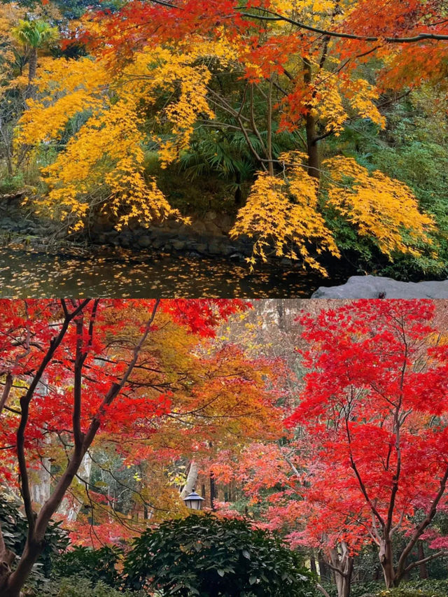 被嚴重低估的上海小眾賞楓地中山公園。