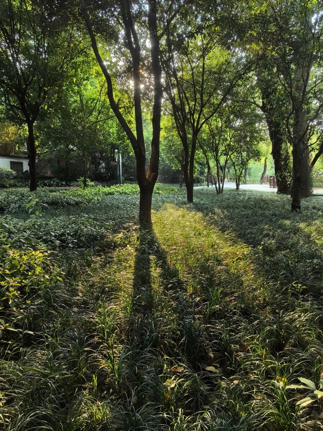 成都好逛的百花潭公園｜山水園林和城市錦繡的寫意。