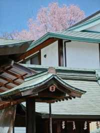 Visit Inuyama Castle during Cherry Blossom Season