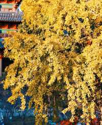 毗盧寺的銀杏天花板/喧囂中的淨土。