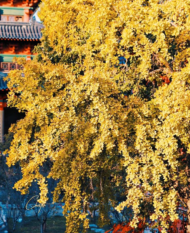 毗盧寺的銀杏天花板/喧囂中的淨土。
