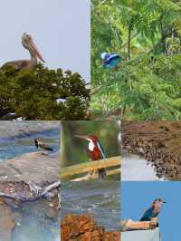 斯里蘭卡本達拉國家公園，野生動物的奇幻世界。