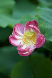 是重慶 是華嚴寺 是荷花