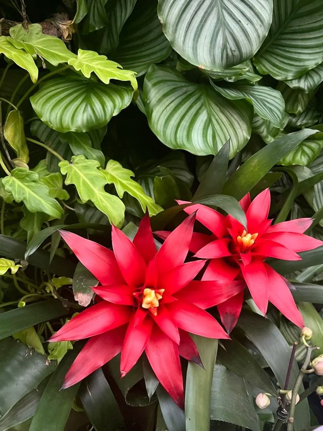 廣州白雲｜雲蘿植物園