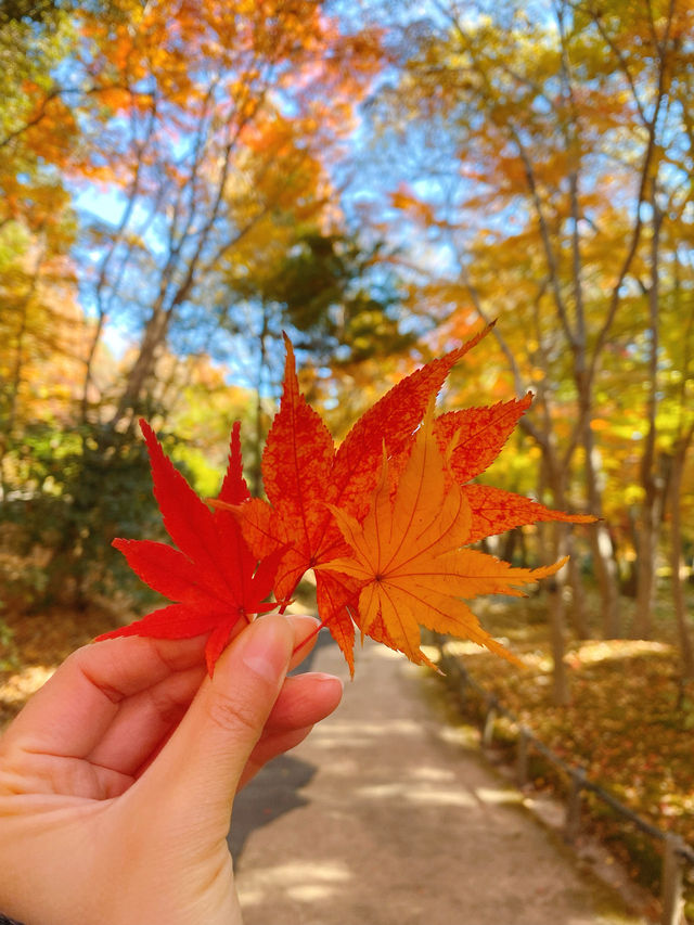 名古屋紅葉季