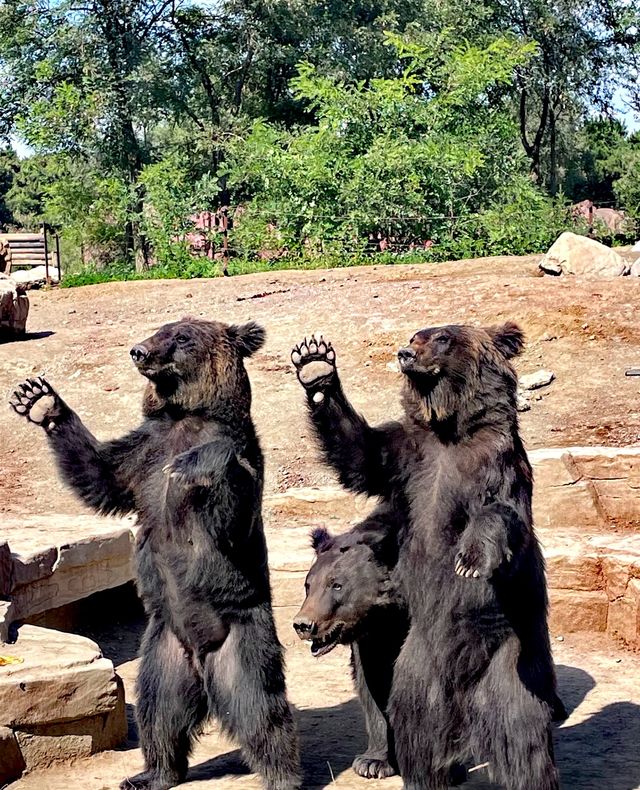 最會迎賓的熊【瀋陽森林動物園】