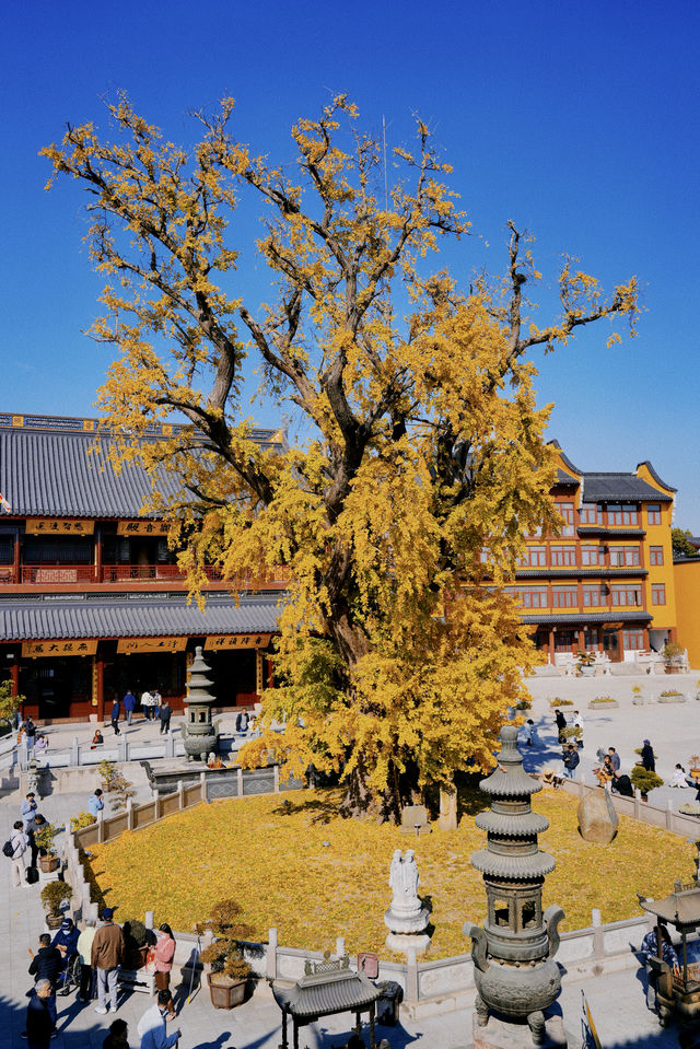 上海人少景美的千年古寺銀杏不許你不知道！！