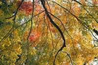 上海紅葉季｜閔行紅園，我言冬日勝春朝