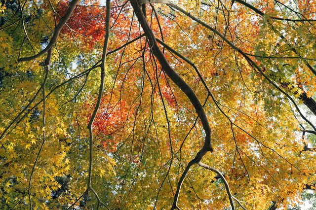 上海紅葉季｜閔行紅園，我言冬日勝春朝