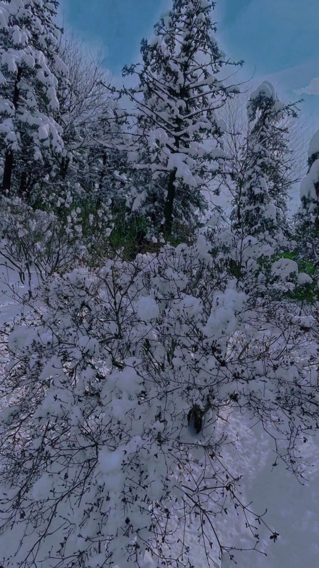 你是否想在安吉天池滑雪體驗不一樣的滑雪之旅? 你是否想在安吉天池滑雪體驗不一樣的滑雪之旅?