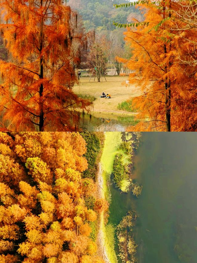 漫步湖畔綠道：享受悠閒時光