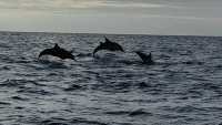 Sri Lanka Whale Watching Guide: Experience the Majestic Whales