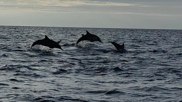Sri Lanka Whale Watching Guide: Experience the Majestic Whales