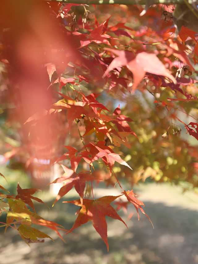 清遠田野綠世界，紅楓葉美得封神啊