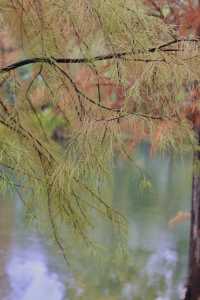 別去江南了，來重慶！我唯一想去無數次的公園