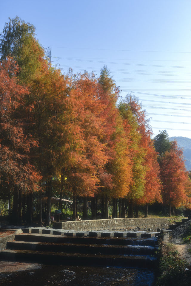1.3拍｜深圳馬峦山公園落羽杉已到最佳觀賞期
