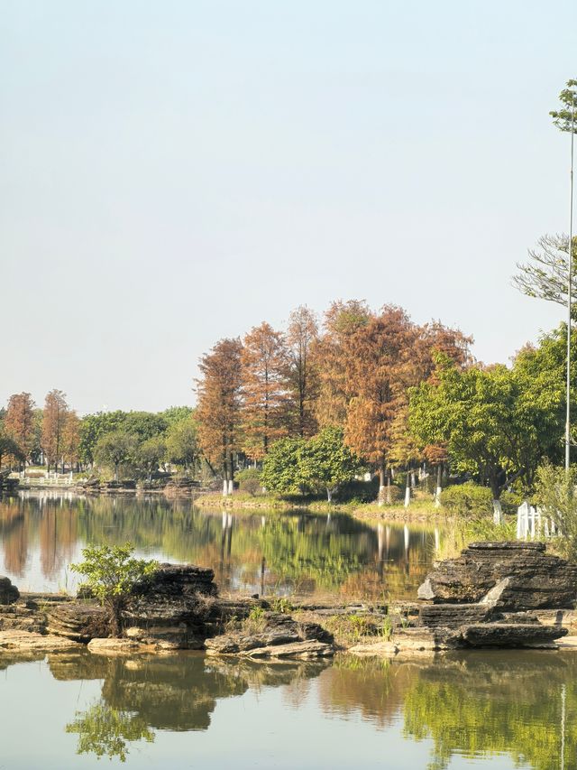 廣州生物島：水墨園的落羽杉