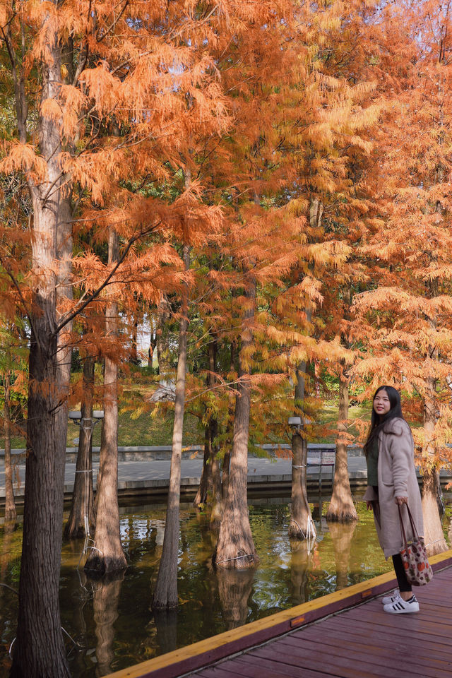 佛山千燈湖公園｜落羽杉真的美爆了