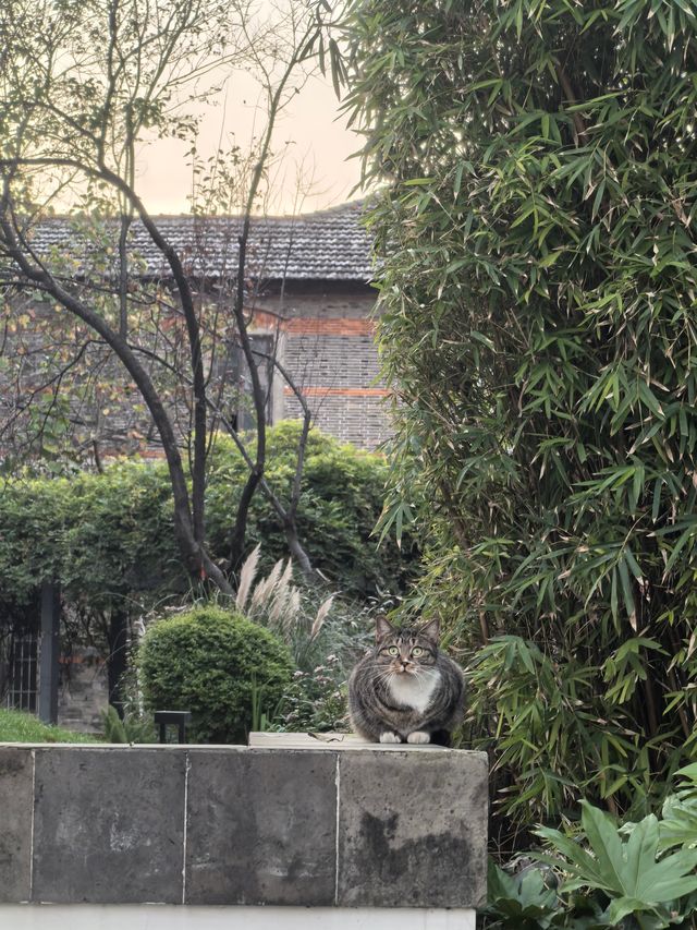 道前街賞銀杏