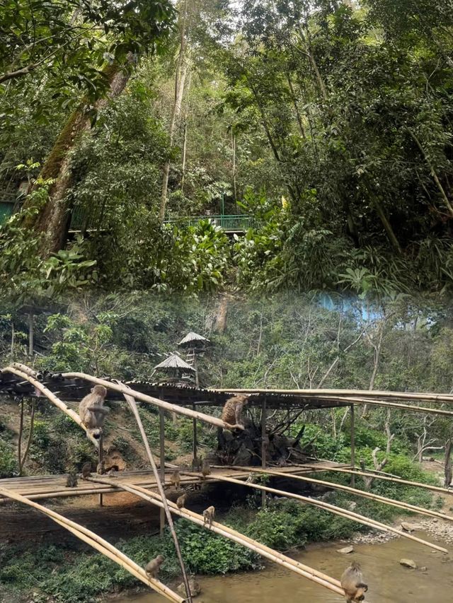 去雲南西雙版納原始森林體驗人猿泰山的快樂