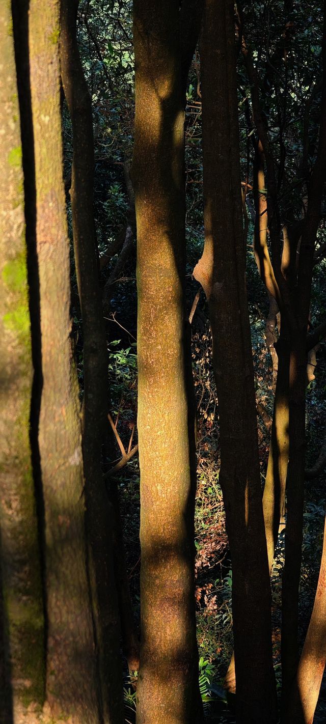 深圳陽台山攻略｜不能被工作耽誤了爬山