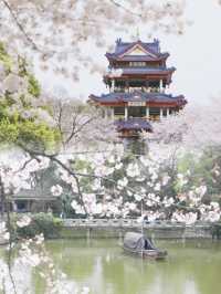 2025春季花海盛宴：賞花攻略大放送