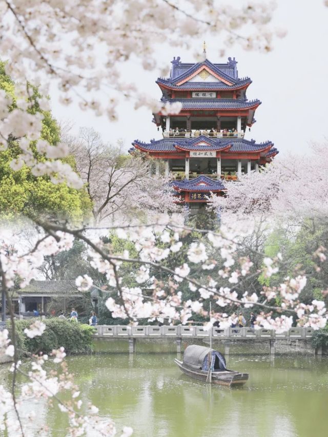 2025春季花海盛宴：賞花攻略大放送