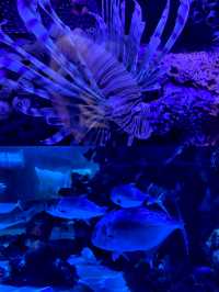 沉浸式體驗休斯頓DOWNTOWN水族館
