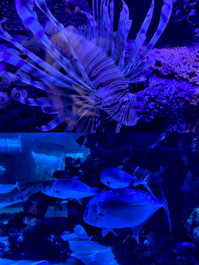 沉浸式體驗休斯頓DOWNTOWN水族館