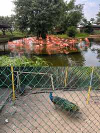 誤入城市綠肺 邂逅紅樹林灣濕地公園