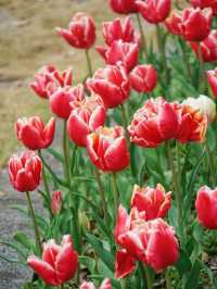福州沙灘公園鬱金香花海美如油畫