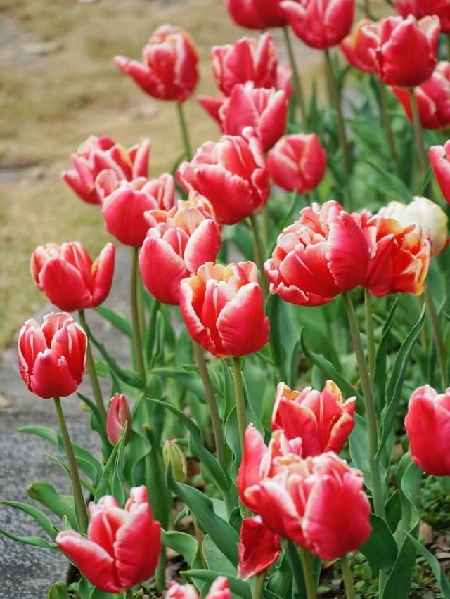 福州沙灘公園鬱金香花海美如油畫