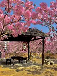 江門綠美生態園🌸 广东紫花風鈴木盛開，冬日如春！