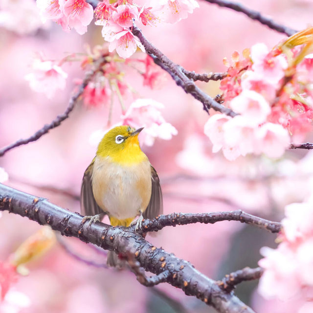 再過一個月🌸東京這5️⃣個地方將櫻花滿開！！
