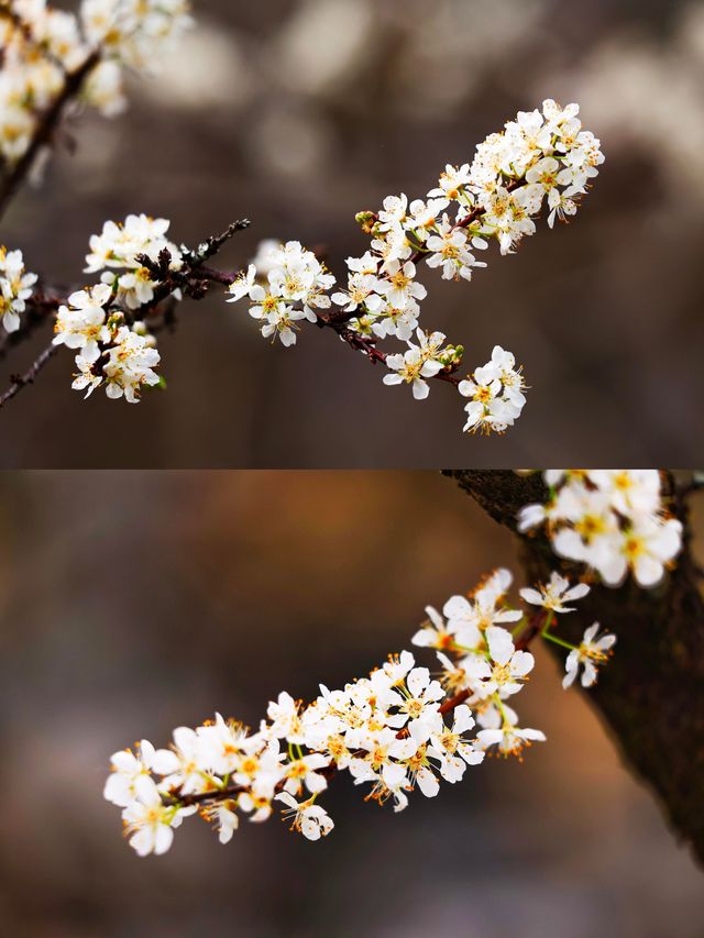 廣東最美的李花來啦丨陽山水浪花谷